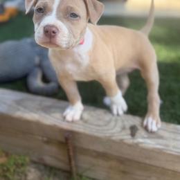 Female B - Fawn female American Pit Bull Terrier puppy in Pensacola, Florida from Alpha Alliance Kennels