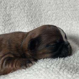 Mario - Gold and white male Shih Tzu puppy in Central, California from Ling Ling’s Shih Tzu