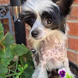 Hudson Long Star Angel - White and black male Chinese Crested puppy in Amarillo, Texas from Victoria's Chinese Cresteds Long Star Angels