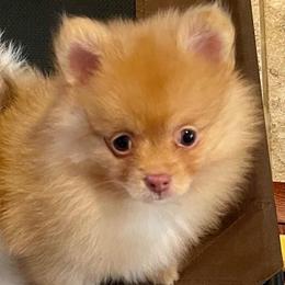 Remi - Orange sable female Pomeranian puppy in Bentonville, Arkansas from Hummingbird & Fox