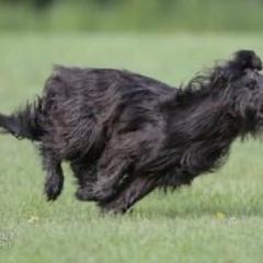 Briard Puppies from Sendero Briards