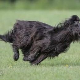 Briard Puppies from Sendero Briards