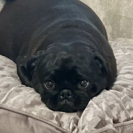 Lynx - Pug