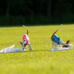 Ibizan Hound Puppies from Caim Hounds