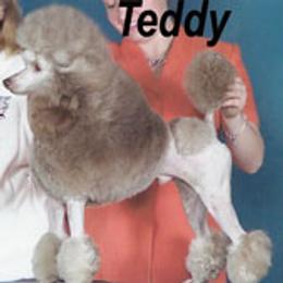 Teddy - Poodle