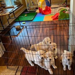 Golden Retriever Puppies from EP's Golden Retrievers