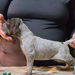 Olive male - Liver roan male German Shorthaired Pointer puppy in Kenai, Alaska from LakeHaus Kennels