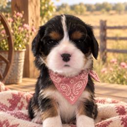 Dolly - Tri-color female Cavalier King Charles Spaniel puppy in Enid, Oklahoma from Laurel Crown Cavaliers