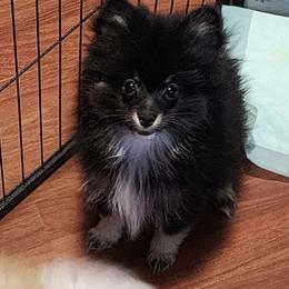 Male 1 - Black and tan male Pomeranian puppy in Buckeye, Arizona from BL Poms Heaven