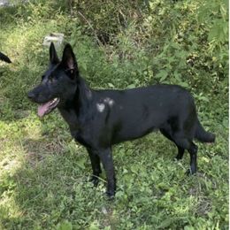 Ally - German Shepherd