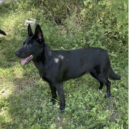 Ally - German Shepherd