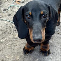 Penny - Dachshund