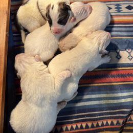 StuLou - White male Colorado Mountain Dog puppy in Colorado Springs, Colorado from Sharp Guardians and Goldens