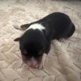 Boss - Black and white male American Corgi puppy in Decatur, Texas from Bar S Corgis