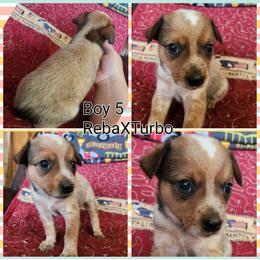 Boy 5 - Red mottled male Australian Cattle Dog puppy in Bradford, Arkansas from Cedar Rock Heelers and Kelpies