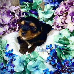 Yorkshire Terrier Puppies from Cutest AKC AZ Yorkies
