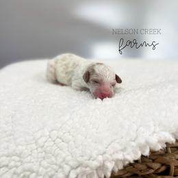 Shamrock - Parti male Maltipoo puppy in Huntsville, Texas from Nelson Creek Farms