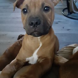 Staffordshire Bull Terrier Puppies from Sherry's Staffordshire Bull Terriers