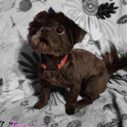 Freyja - Shih Tzu