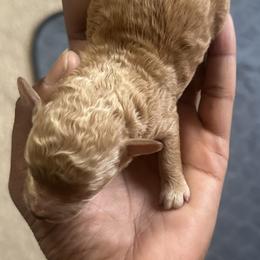 Crimson - Red  female Poodle puppy in Chattanooga, Tennessee from SoftPaw Kennels