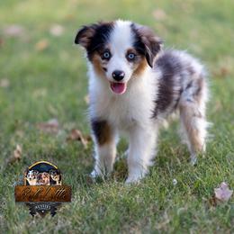 Reign - Blue merle male Miniature American Shepherd puppy in Granbury, Texas from Best Little Aussies