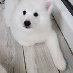 Boy 1 - American Eskimo Dog puppy in Princeton, Texas from SkyFlyer Eskies