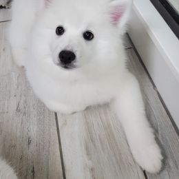 Boy 1 - American Eskimo Dog puppy in Princeton, Texas from SkyFlyer Eskies