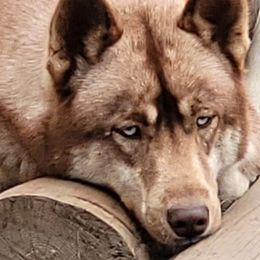 Trace - Siberian Husky