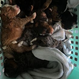 Bernedoodle Puppies from Bernied00dle Love