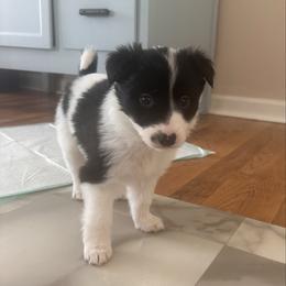 Moo girl - Black and white female Border Collie puppy in Jonesboro, Arkansas from Hampton Border Collies