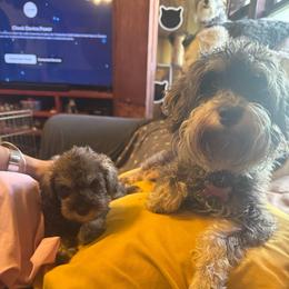 Richie (black collar) - Liver male Miniature Schnauzer puppy in Chicago, Illinois from Cuddly Cutts Pets