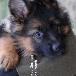 German Shepherd Puppies from Big Red Texas German Shepherds Ranch