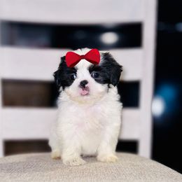 Girl 1 - Black and white female Shih Tzu puppy in Seguin, Texas from Dolled Up Shih Tzus