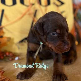 Teal - Red and rust female Doberman Pinscher puppy in Winamac, Indiana from DIAMOND RIDGE DOBERMANS