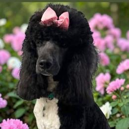 Spencer - Poodle