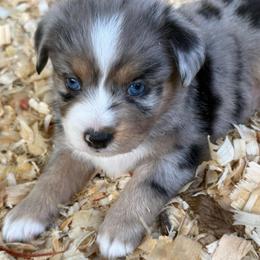 Freya - Blue merle female Miniature Australian Shepherd puppy in Patterson, North Carolina from DreamLine Aussies