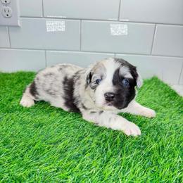 Green collar - Blue merle male Miniature Australian Shepherd puppy in Brooker, Florida from Triple Branch Aussies