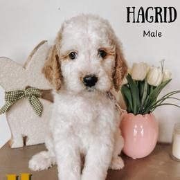 Hagrid - Parti male Goldendoodle puppy in Hilton, New York from The House of Goldendoodle