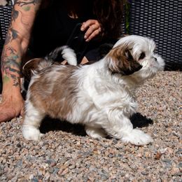 Chug - Parti male Lhasa Apso puppy in Waterford, Connecticut from Floofie Butts