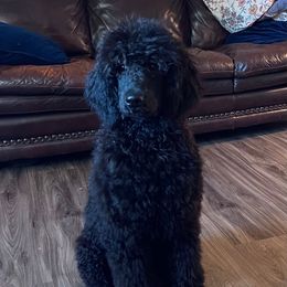 DARIN - Blue male Poodle puppy in Lexington, Kentucky from Callaway's Cavaliers