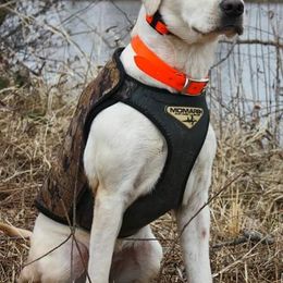 Labrador Retriever All Grown Up from Cream In My Coffee Labradors