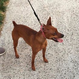 Lava - Miniature Pinscher