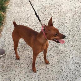 Lava - Miniature Pinscher