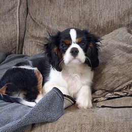 Apache - Tri-color male Cavalier King Charles Spaniel puppy in West Plains, Missouri from God's Designs Cavaliers