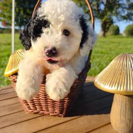 Patch the Hay boy - Merle male Goldendoodle puppy in Harrisonburg, Virginia from Curlytail Doodles