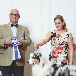 Australian Shepherds from ChaHar's Australian Shepherds