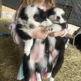 Zoey - Black tri female Miniature Australian Shepherd puppy in Interlachen, Florida from Lucky Bones Miniature Australian Shepherds