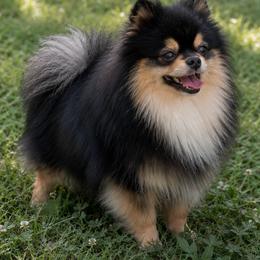 Captain - Black and tan male Pomeranian puppy in Buck Valley, Pennsylvania from Buck Valley Pomeranians