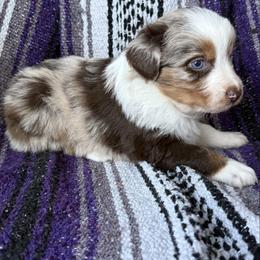 Katie - Red merle female Australian Shepherd puppy in Kimbolton, Ohio from Wagon Wheel Aussies