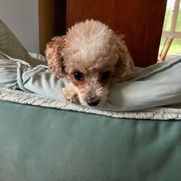 Lucie - Poodle